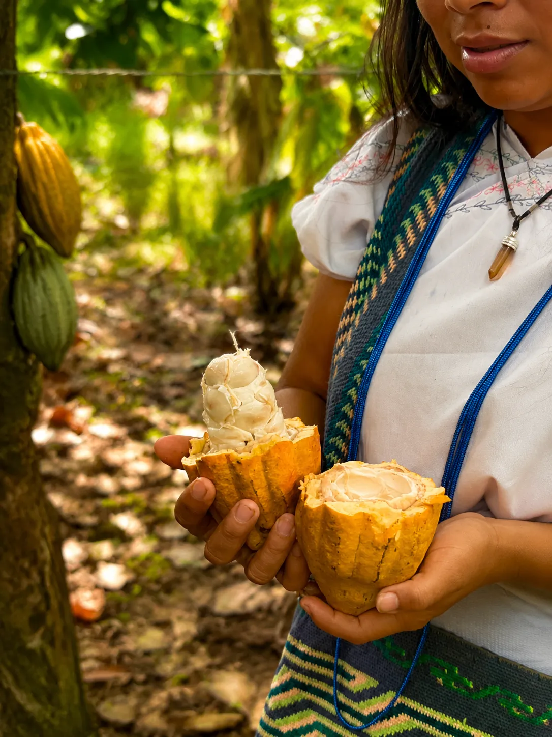 CACAO DE LA SIERRA