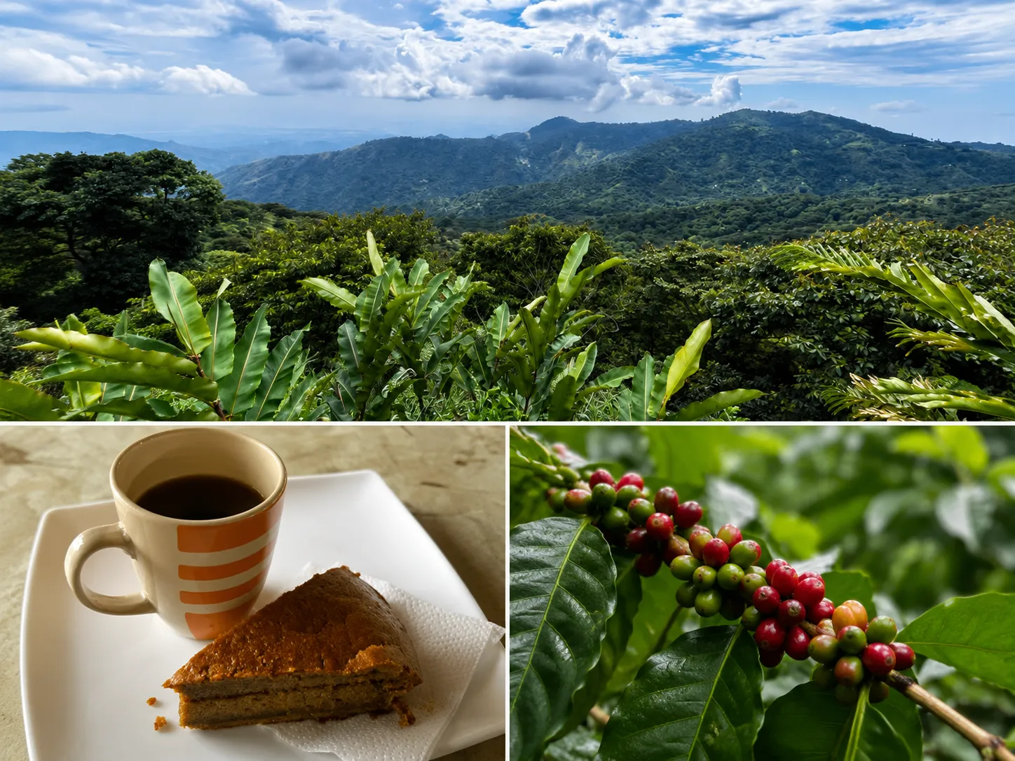 MINCA CAFÉ, CACAO Y CASCADAS